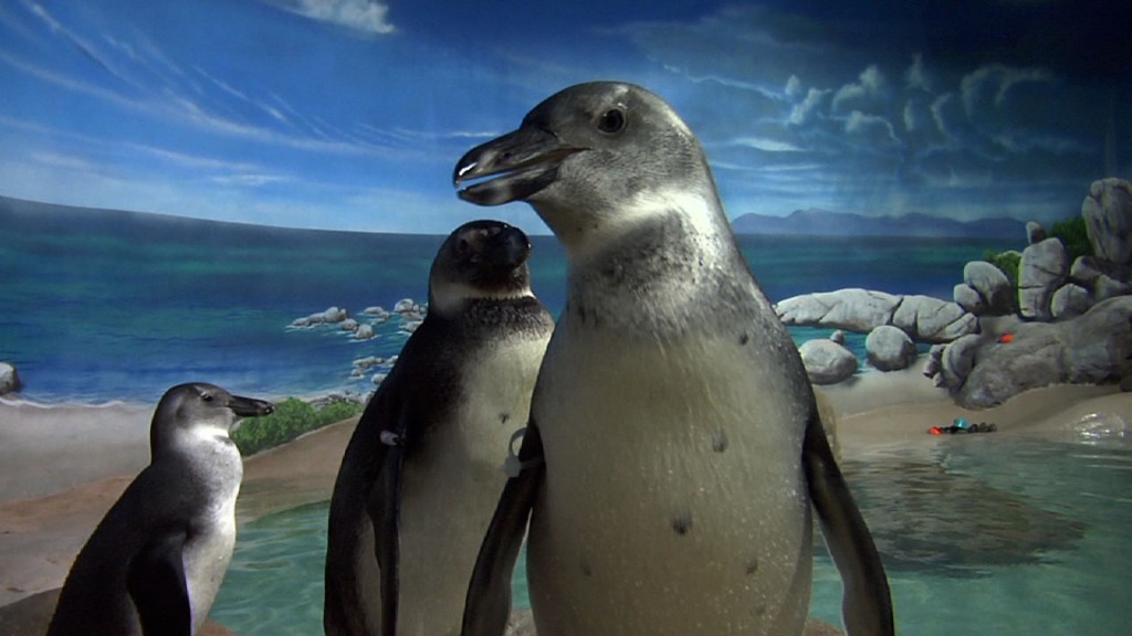 Endangered African Penguins Can Be Found at Jenkinson’s Aquarium