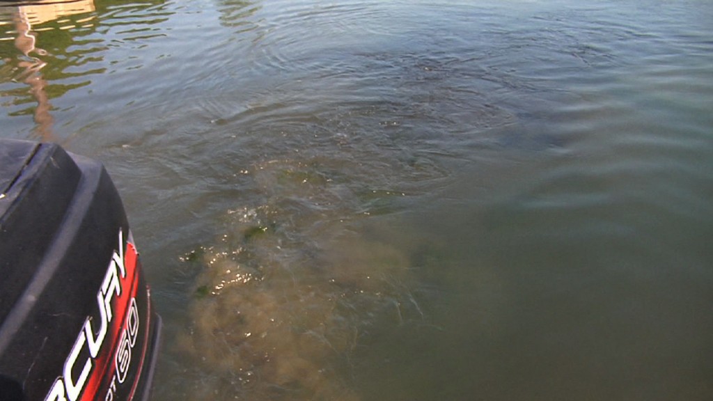 Coalition Frustrated Shark River Hasn’t Been Dredged