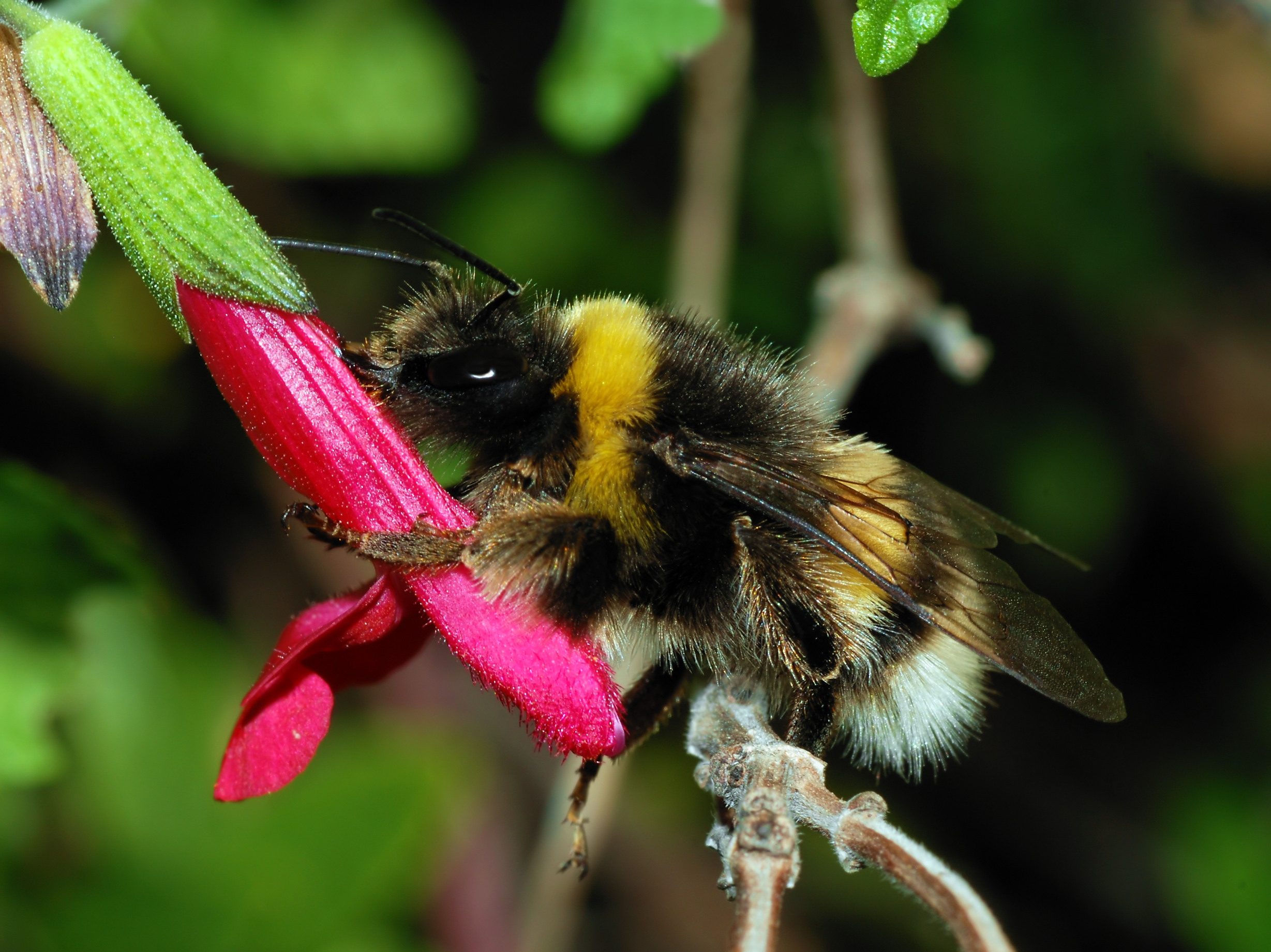 Wild Bees: It’s How Many, Not Which Ones, that Counts