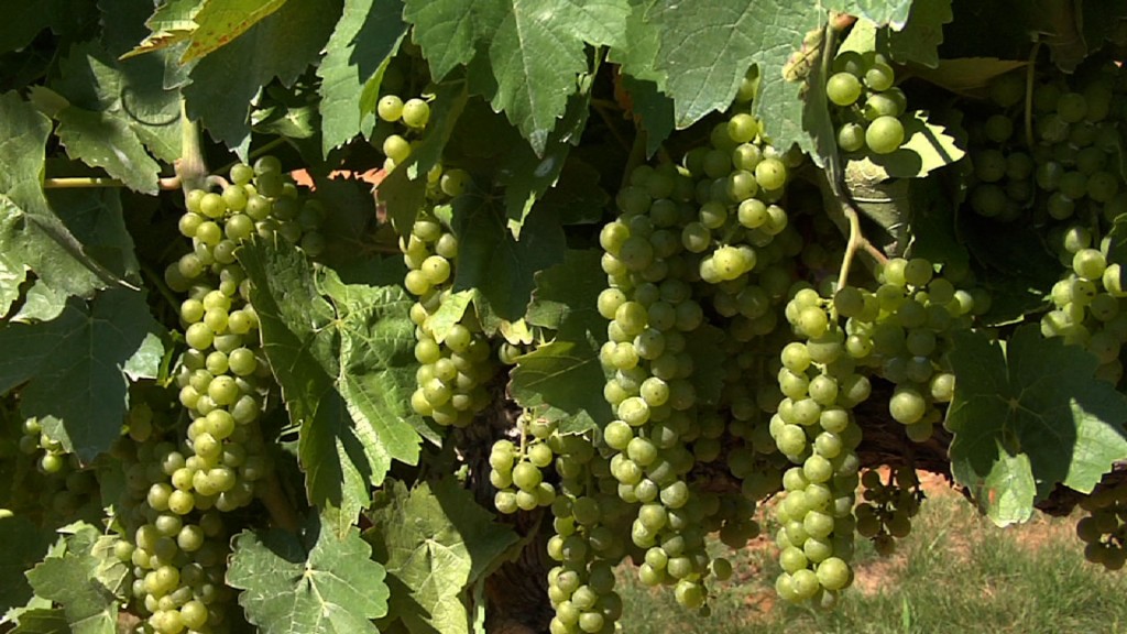 Hot, Dry Weather Helps Grapes Thrive