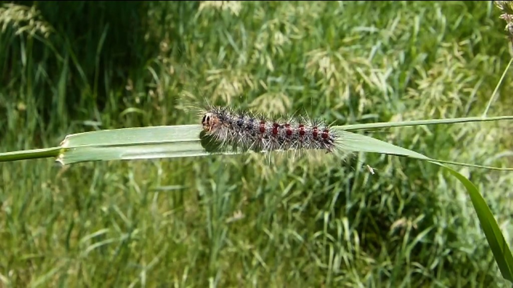 Gypsy Moth Caterpillars Wreak Havoc on North Jersey Trees