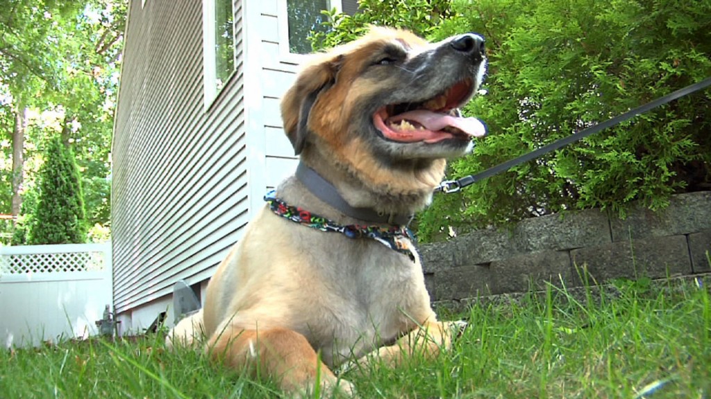 Keeping Pets Safe This Summer