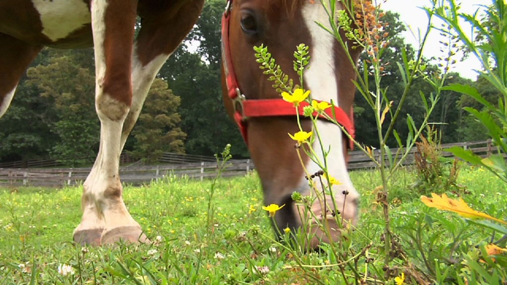 Helping Hearts Rescues Horses