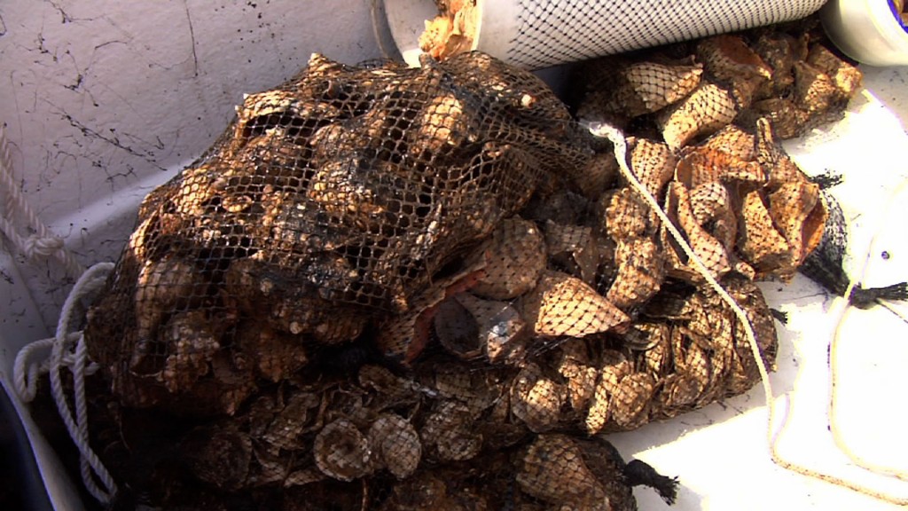 Finishing Final Phase of Oyster Restoration Project in Barnegat Bay