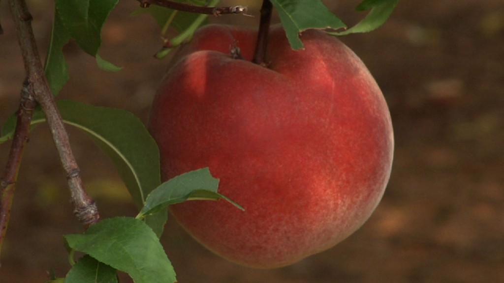 Looking at New Jersey’s Thriving Peach Industry