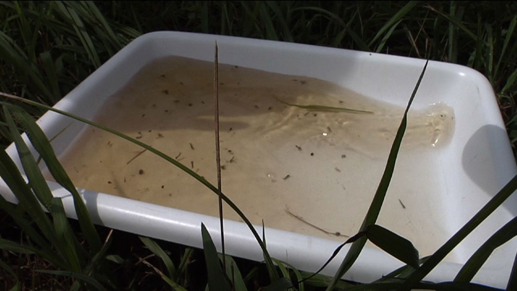 New Jersey Sees First Two West Nile Virus Cases This Season