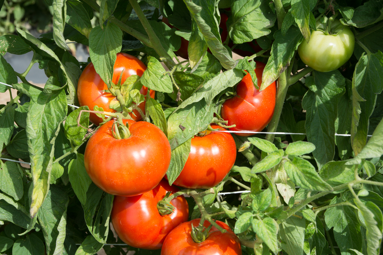 Rutgers Tomato Reinvented with Even More Flavor