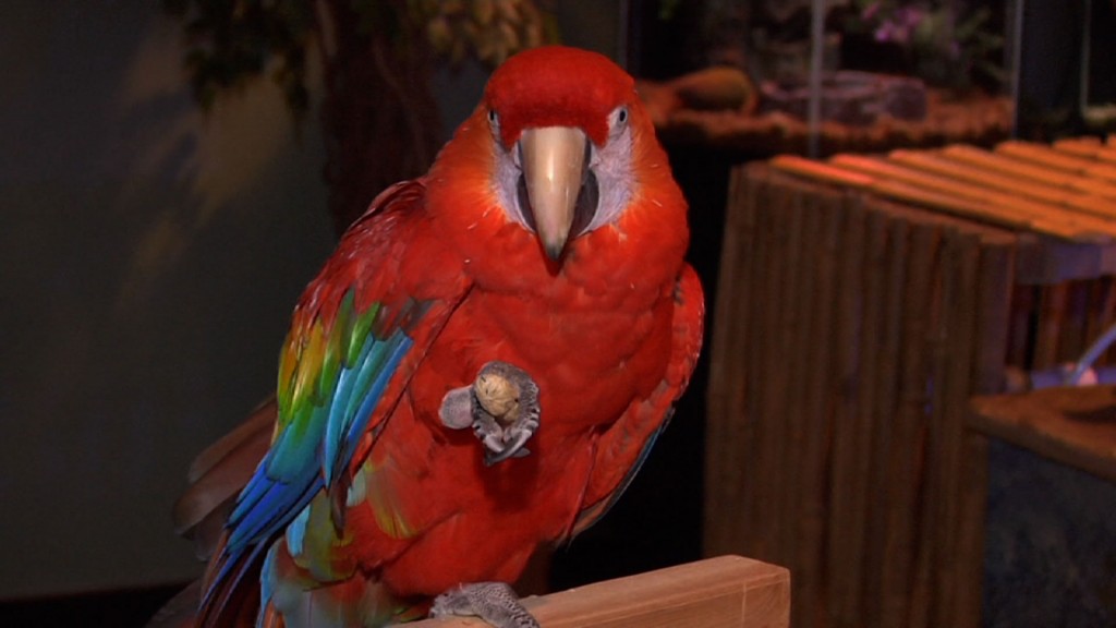 Birds of a Feather Flock Together at Jenkinson’s Aquarium