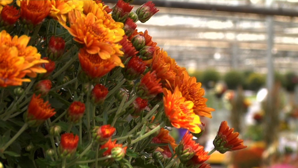 Mums The Word As Gardeners Plant For Fall