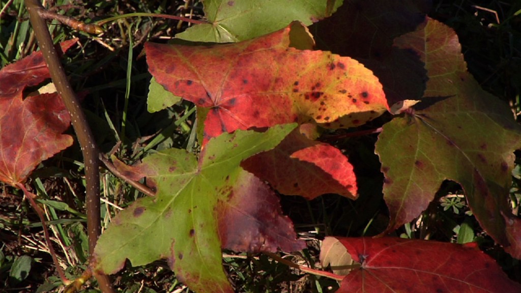 Fall Foliage Color Delay