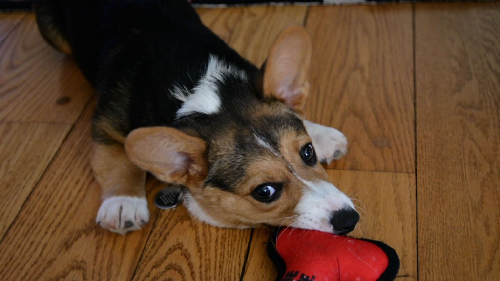 The Science Behind What We Find Cute