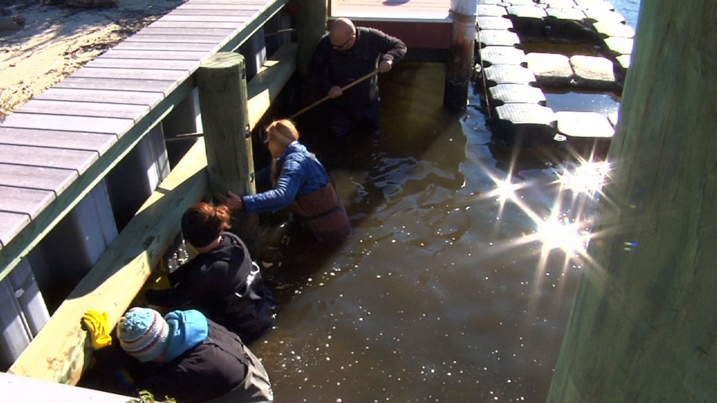 Bulkhead Blitz Keeps Jellyfish Population at Bay