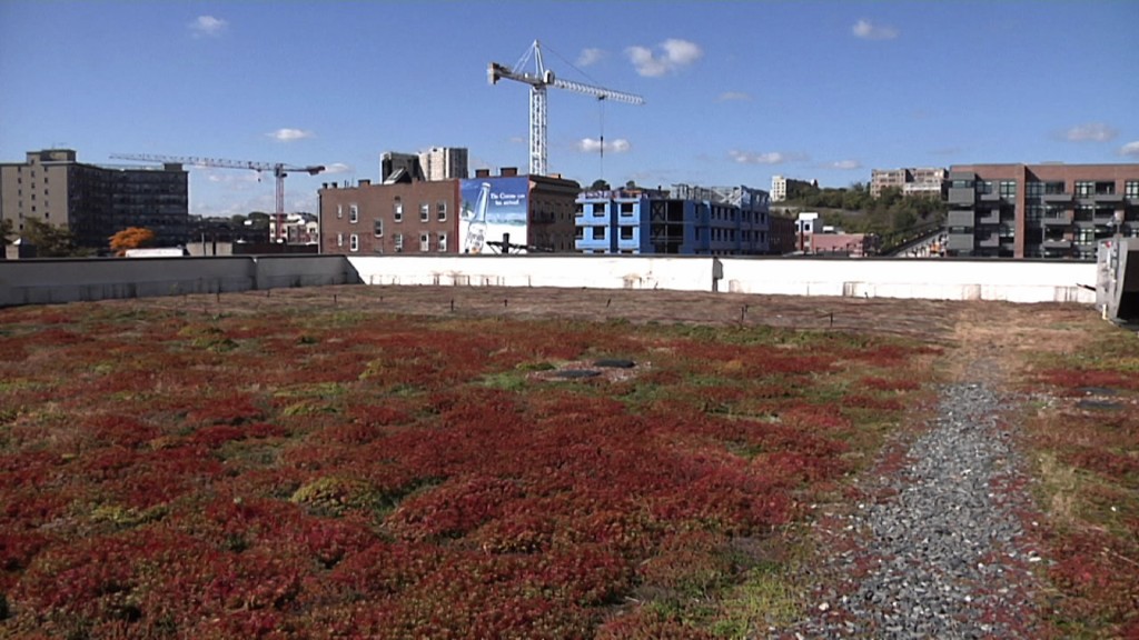 Hoboken Welcomes Green Roofs to Help Fight Stormwater Runoff