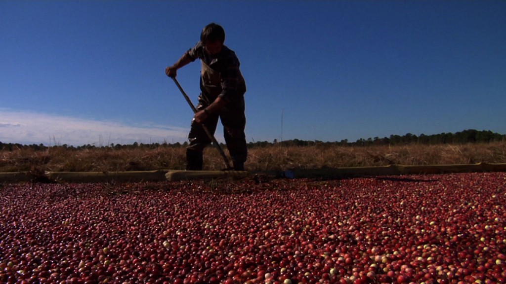 Garden State Ranked Third in Cranberry Production