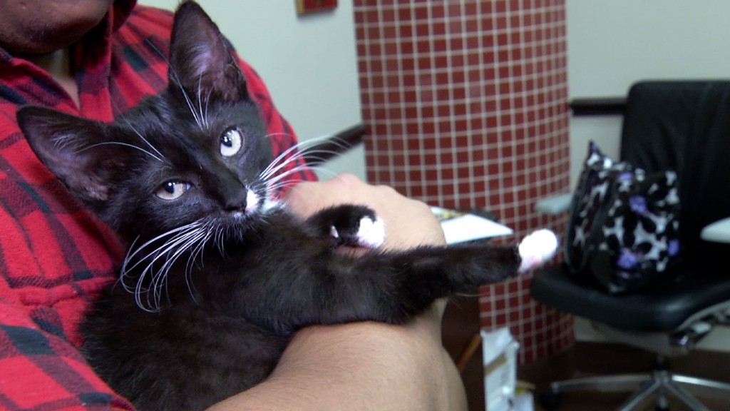 UberKittens Create ‘Purr-fect’ Environment for Adoption