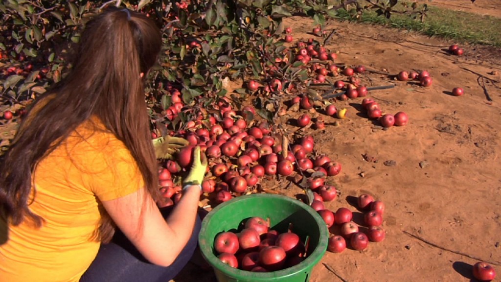 Surplus Crops Stock Local Food Pantries