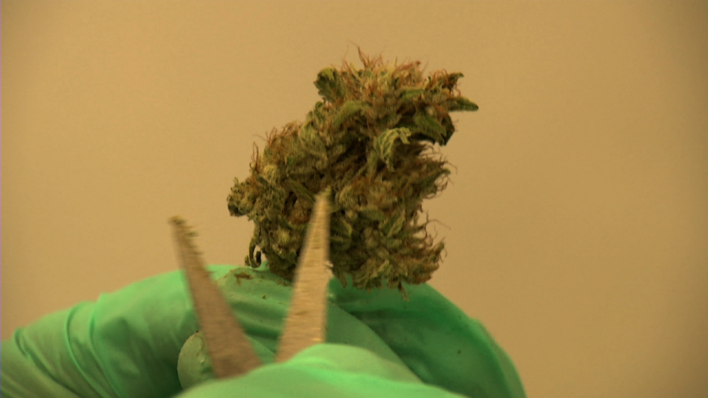 Cannabis Legalization Back on the Agenda at Senate Hearing