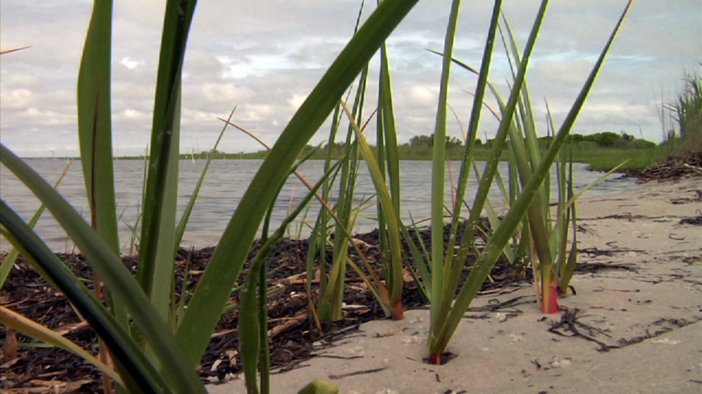 The Good, the Bad and the Unexpected Results of Barnegat Bay’s Studies