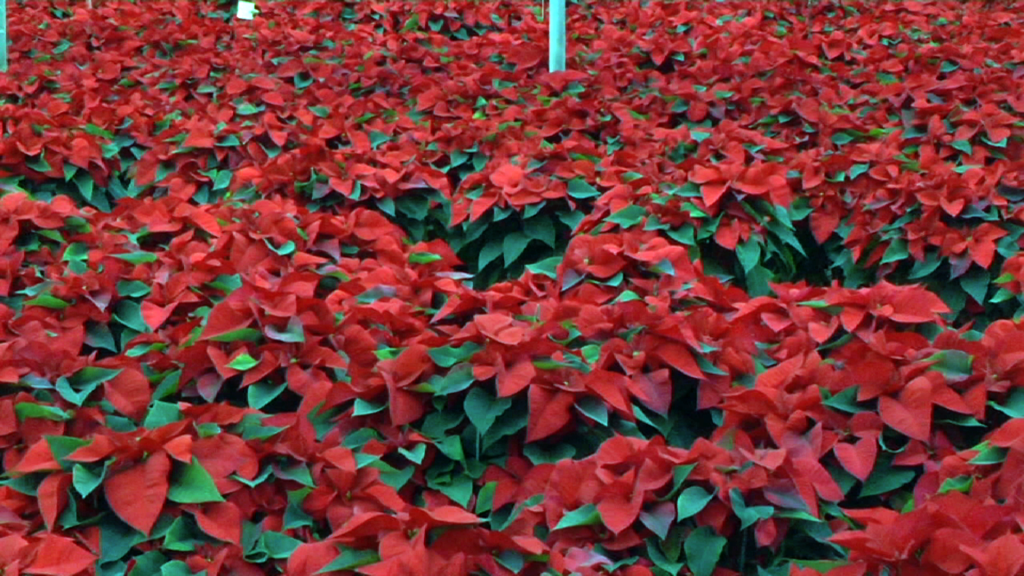 Poinsettia Industry in New Jersey Blooming