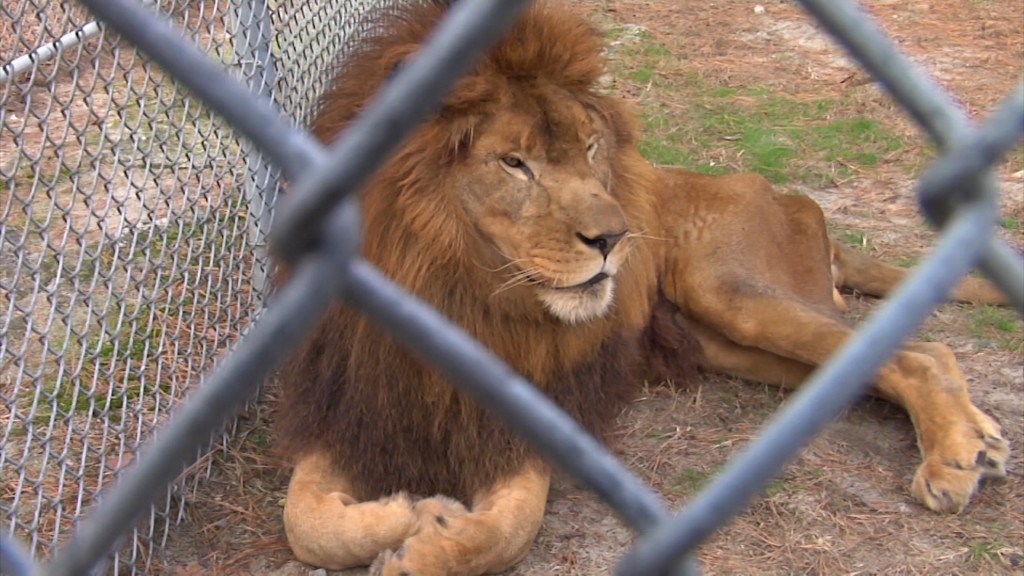 Popcorn Park Provides Shelter for Animals in Need