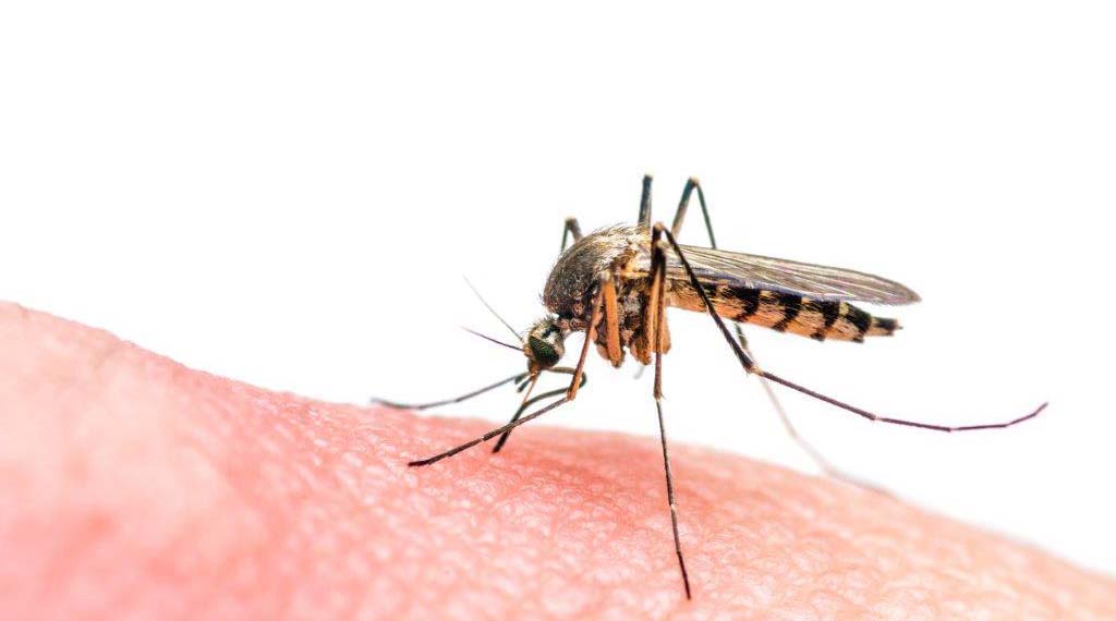 Rare Zika Virus Poses Scare for Pregnant Women