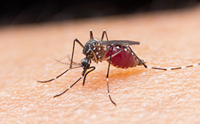 Promising Malaria Drug Created at Rutgers to Undergo Clinical Trials