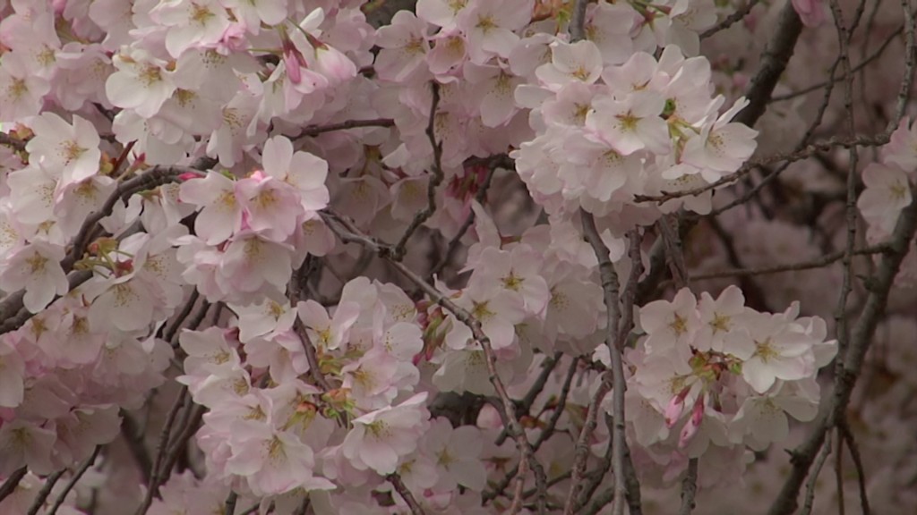 Essex County Cherry Blossom Festival Starts April 9