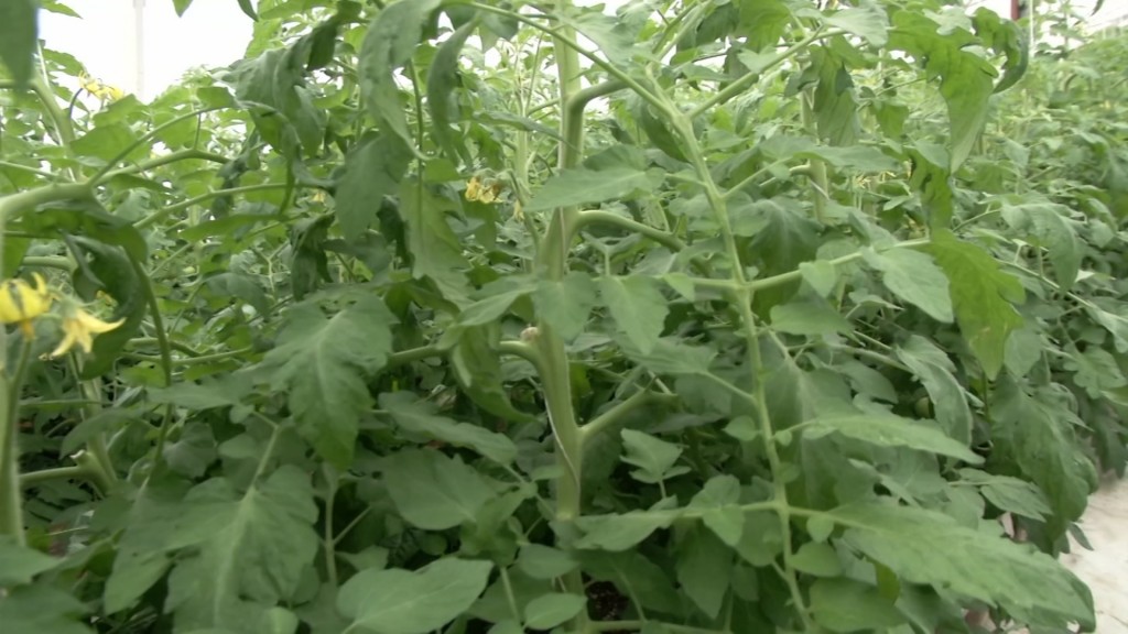 Climate Change Causes NJ Growing Season to Start Earlier