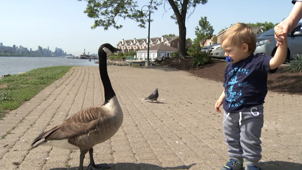Edgewater’s Practice of Gassing Geese Draws Criticism