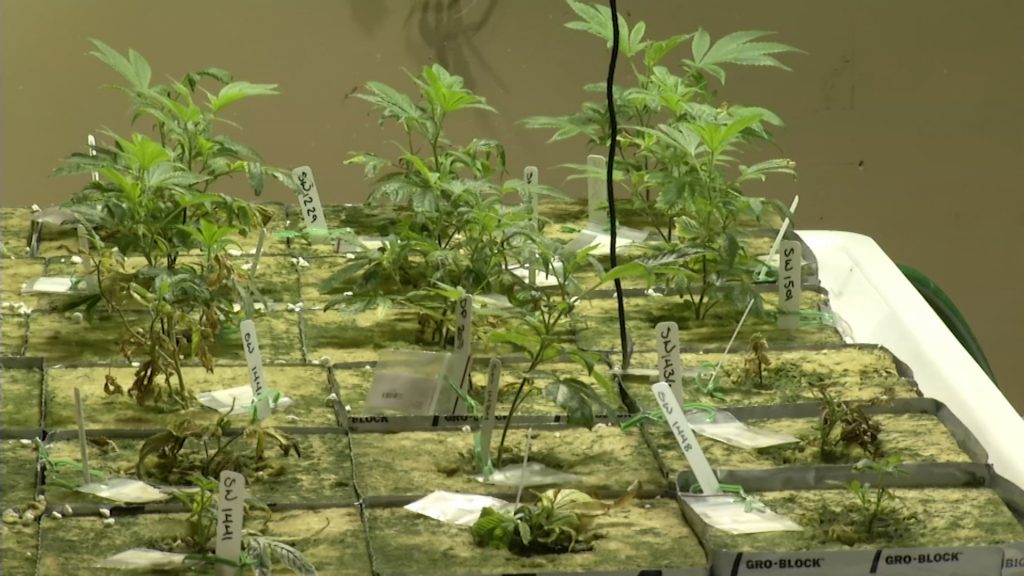 Legalization Advocates: Marijuana Could Bring in $300M in Revenue