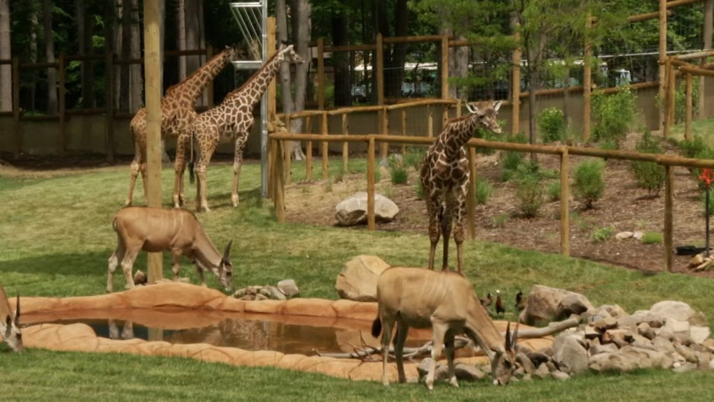 A Look Into Zoo Security Following Cincinnati Zoo Incident