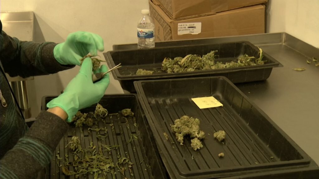 Cannabis Legalization Is Not a Pipe Dream, Says Sen. Scutari