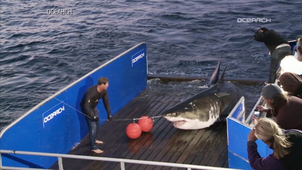 Experts Predict Record Year for NJ Shark Sightings