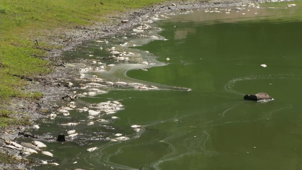 Heat Wave Causes Fish Kill at Saddle River County Park