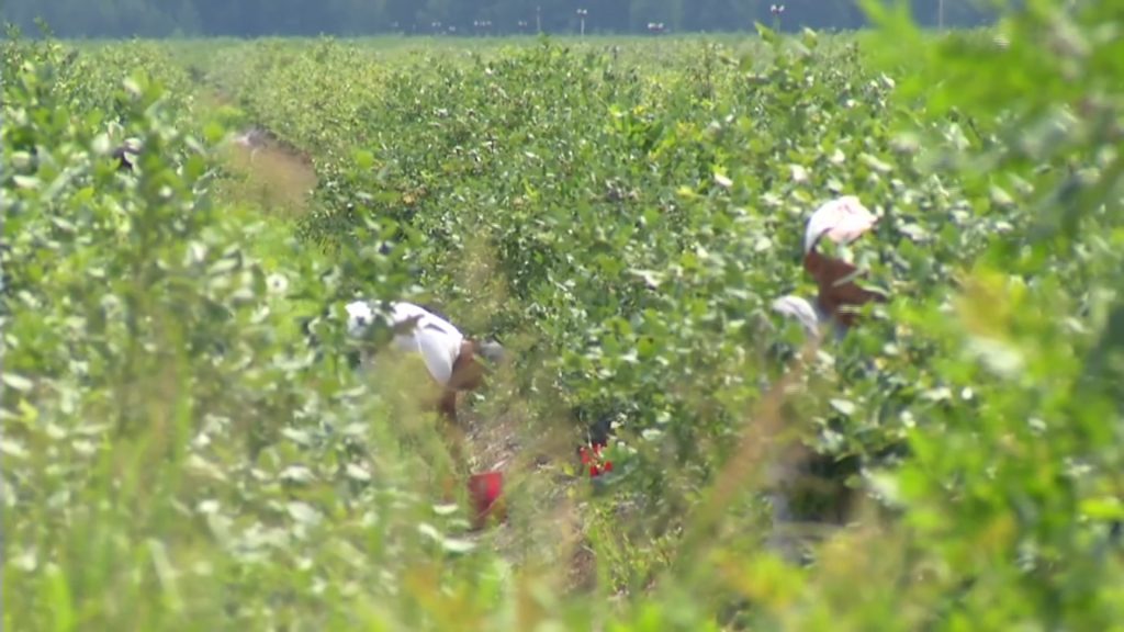 New Rules Aim to Reduce Farmworkers’ Exposure to Pesticides