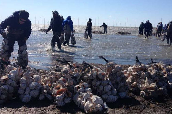 Oysters, Clams and More: Future of Green Farming in Garden State?