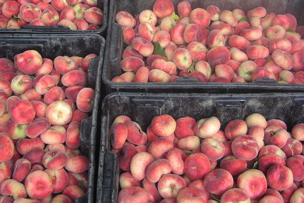 Peach Farming in the Garden State: Not as Sweet a Deal as It Used to Be