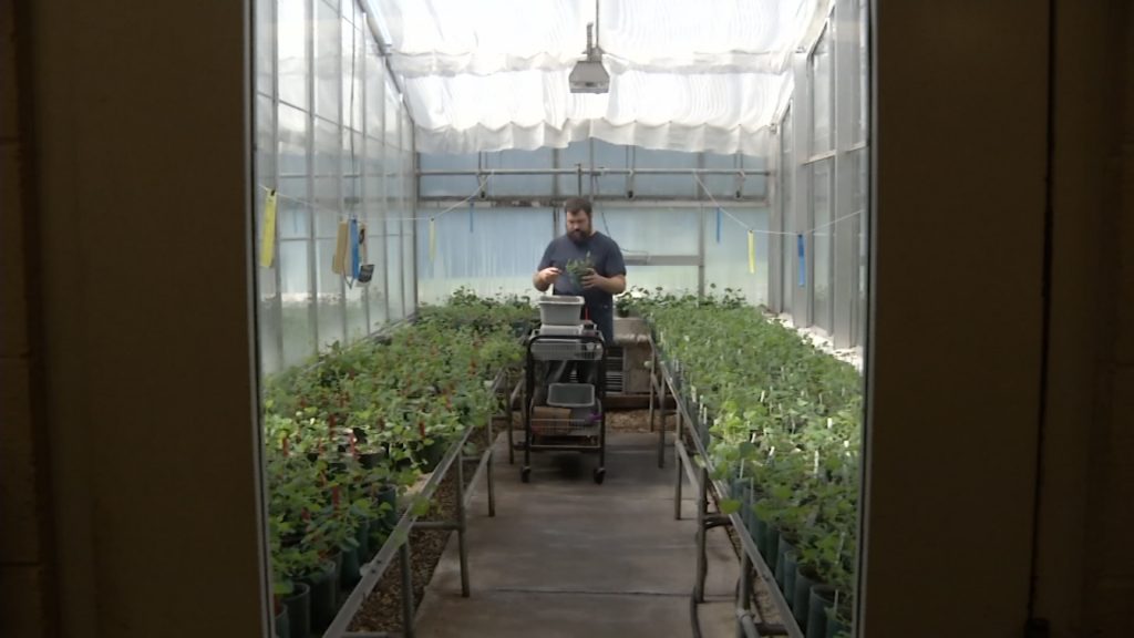 Beneficial Insect Lab Raises Good Bugs to Kill Bad Ones
