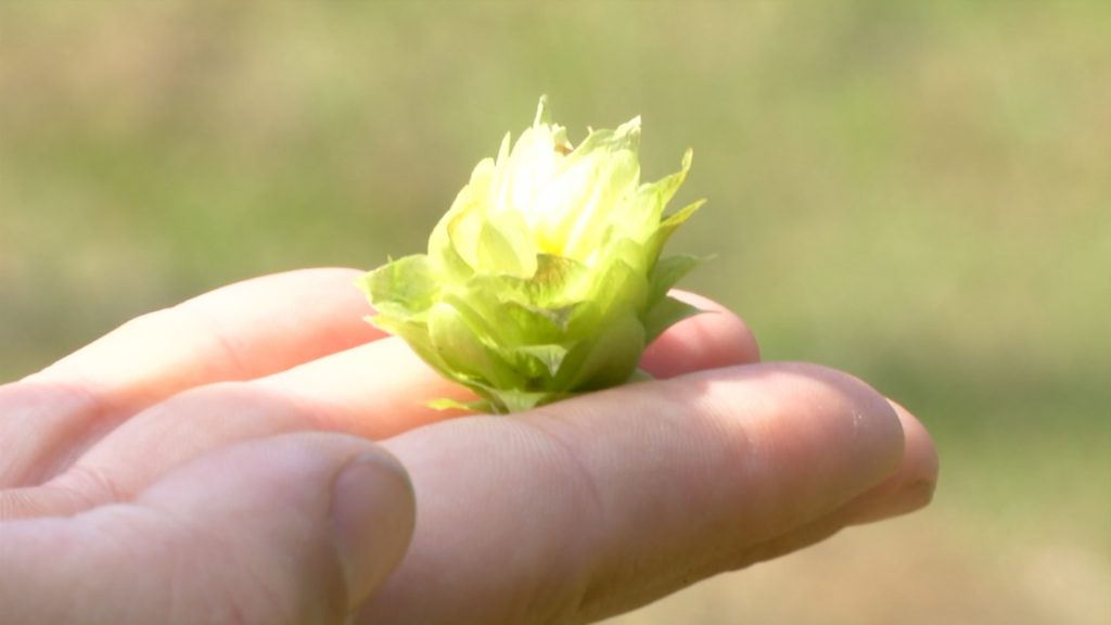 Are Hops New Jersey’s Next Cash Crop?