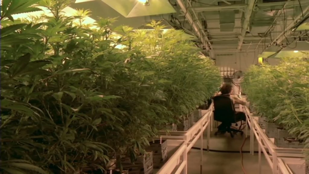 Christie Approves Use of Medical Marijuana for PTSD
