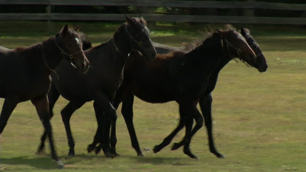 Equine Industry Promotes ‘Yes’ Vote in Order to Restore Subsidies
