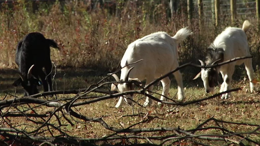 Using Goats to Get Rid of Poison Ivy