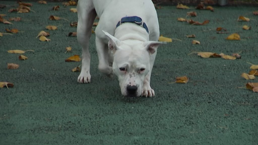 Zappos and Local Animal Shelters Give Free Adoptions This Weekend