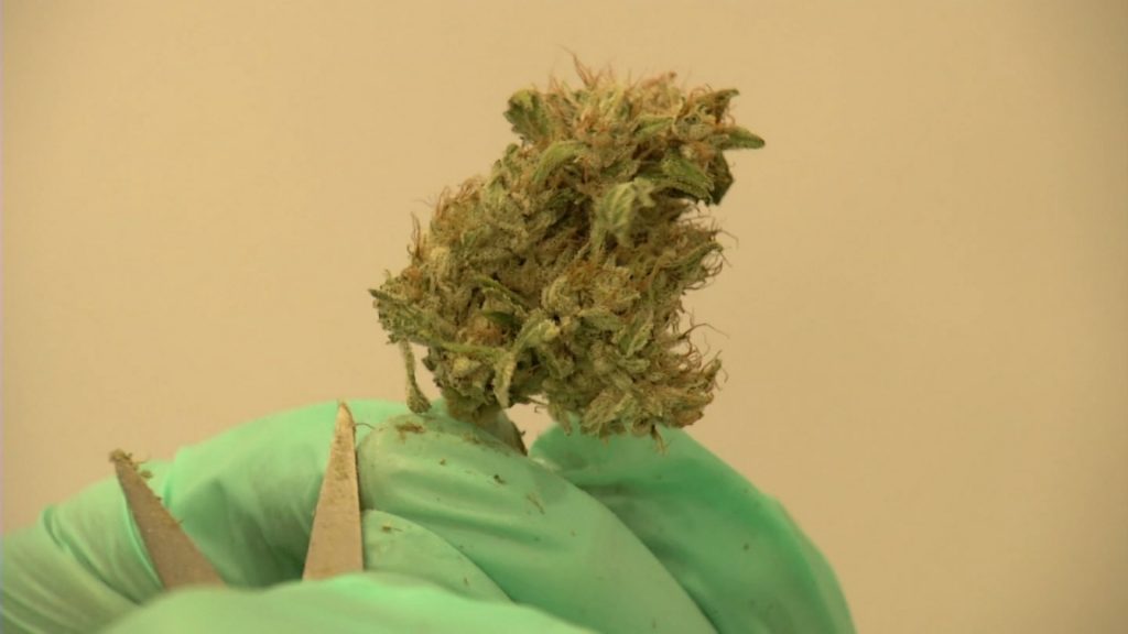 Former Eagles Player Urges NFL to Lift Cannabis Restrictions