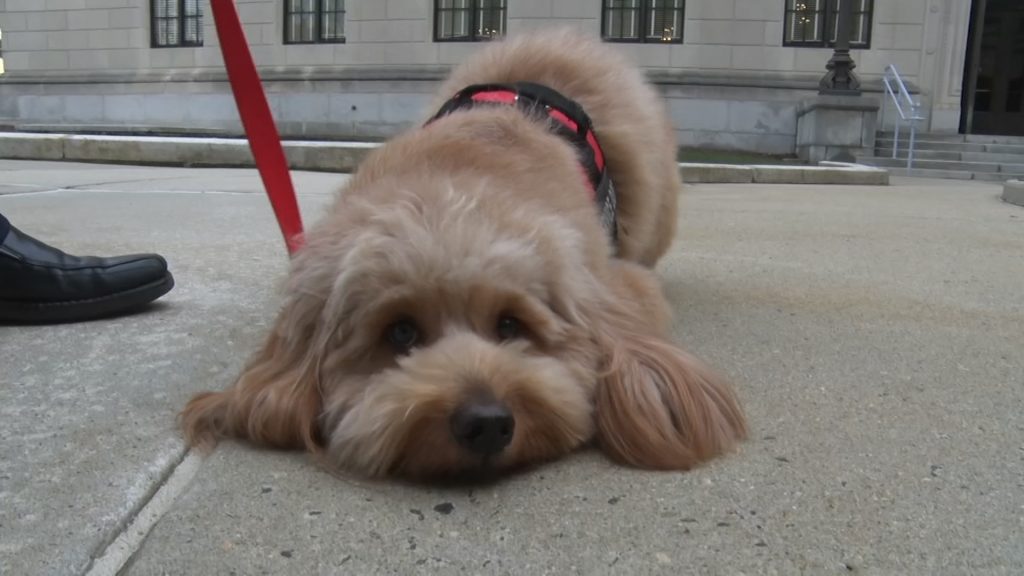 Charlie’s Law Would Impose Fines for Denying Service Dog Access