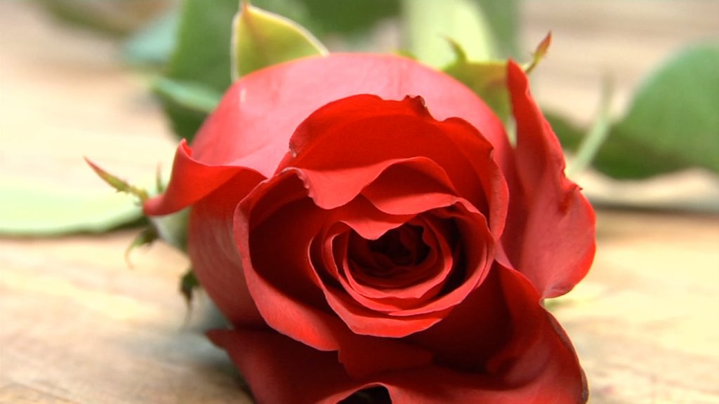 How Valentine’s Day Flowers Get from Growers to Your Door
