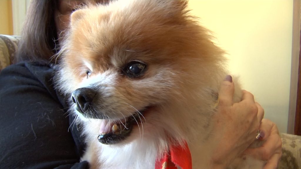 Nonprofit Brings Joy to Dogs’ Final Days