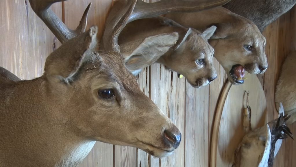 Wildlife Art and Antique Taxidermy at Blauvelt Art Museum