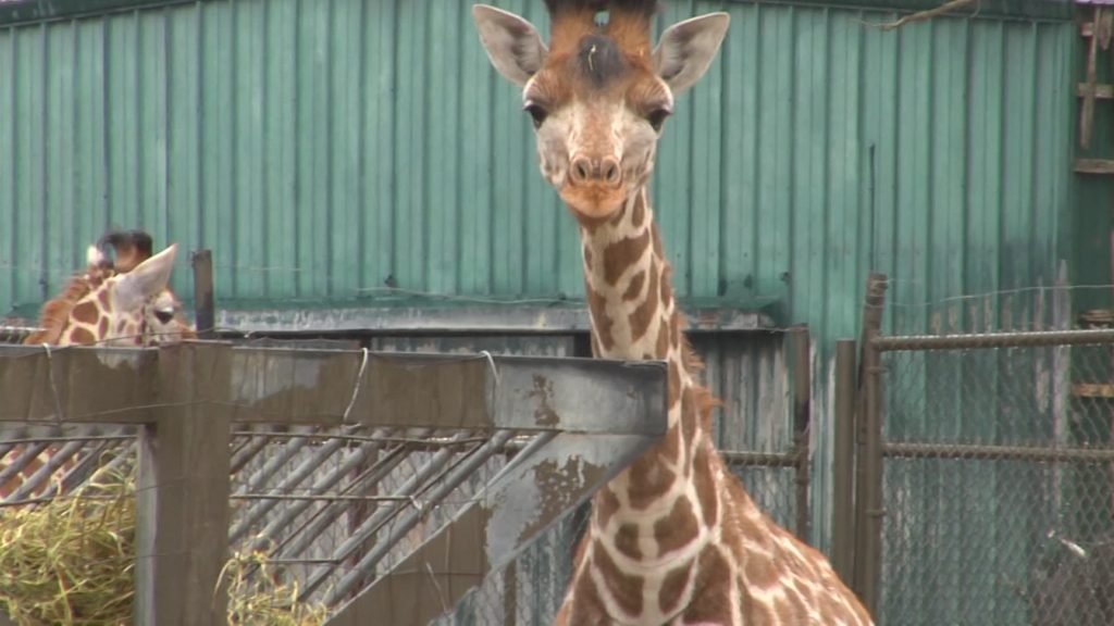 Three Baby Giraffes at Six Flags Great Adventure