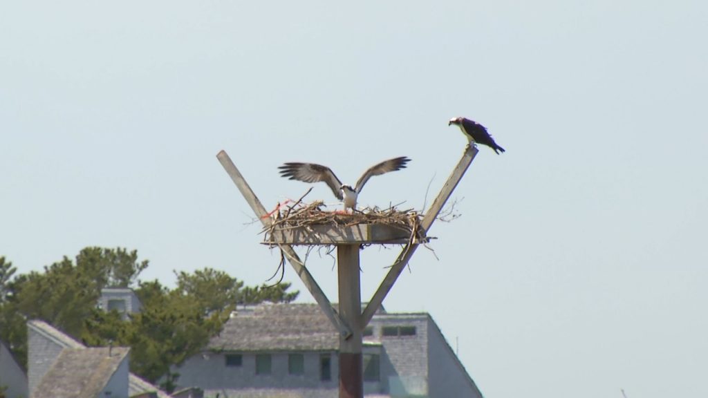Osprey Population Rebounds in New Jersey